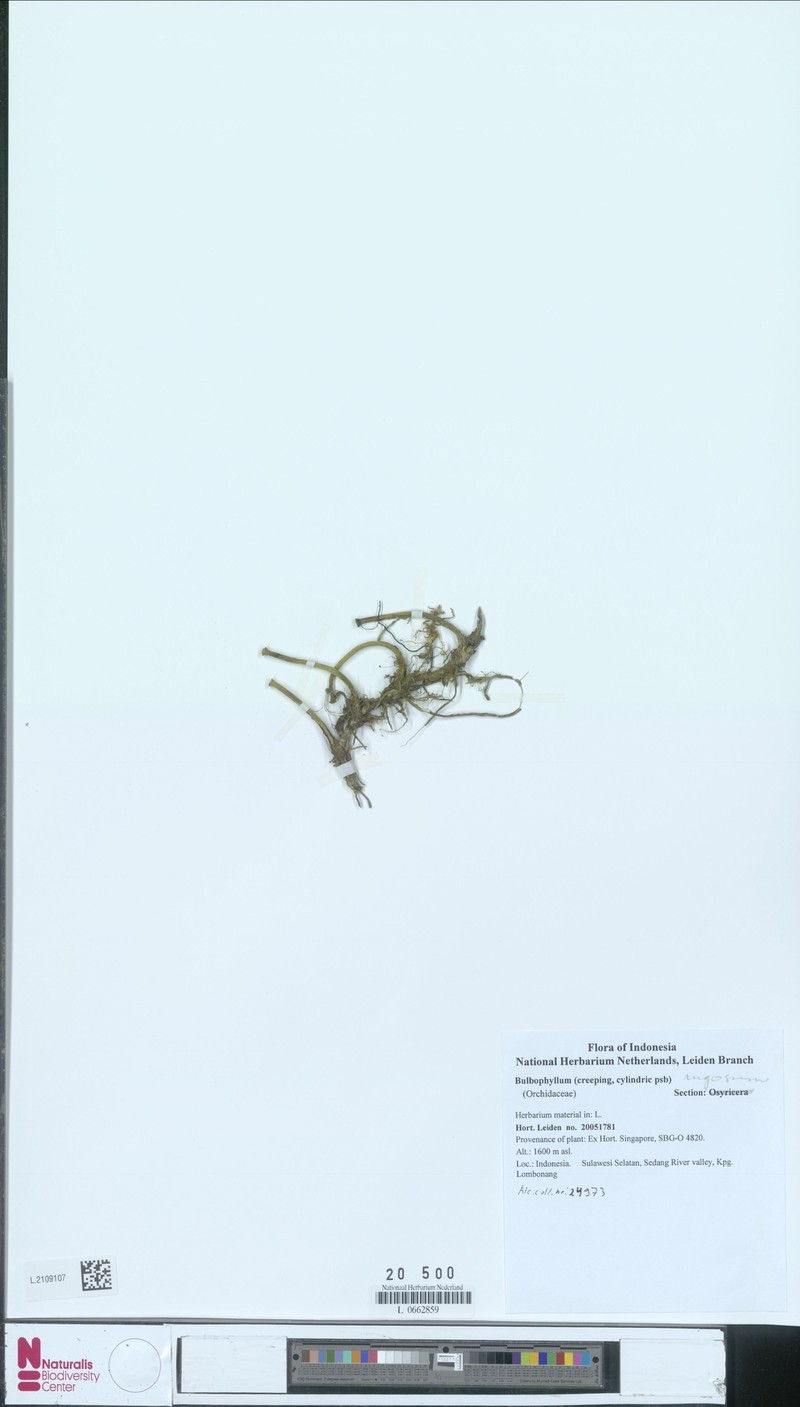 Bulbophyllum rugosum photo 5