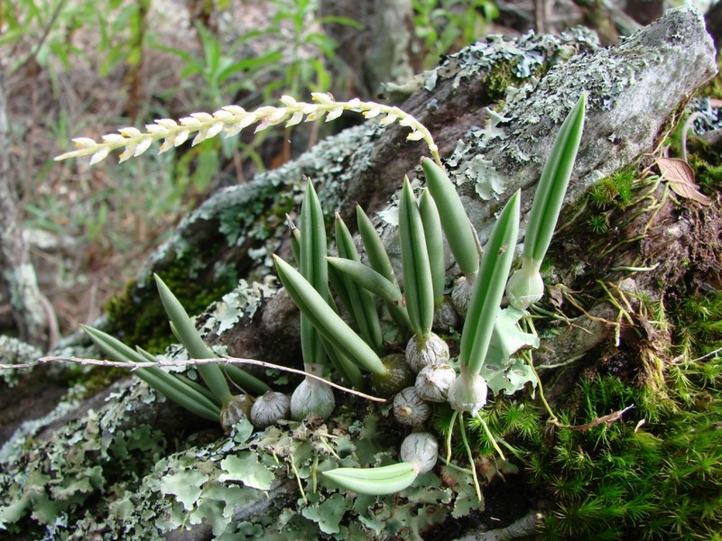 Bulbophyllum rupicola