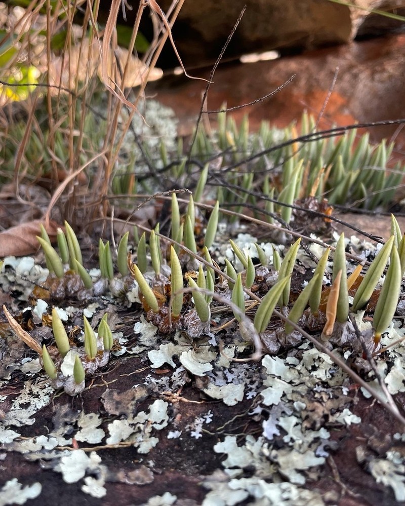 Bulbophyllum rupicola photo 2
