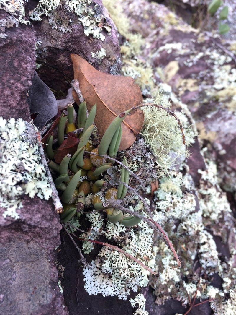 Bulbophyllum rupicola photo 3