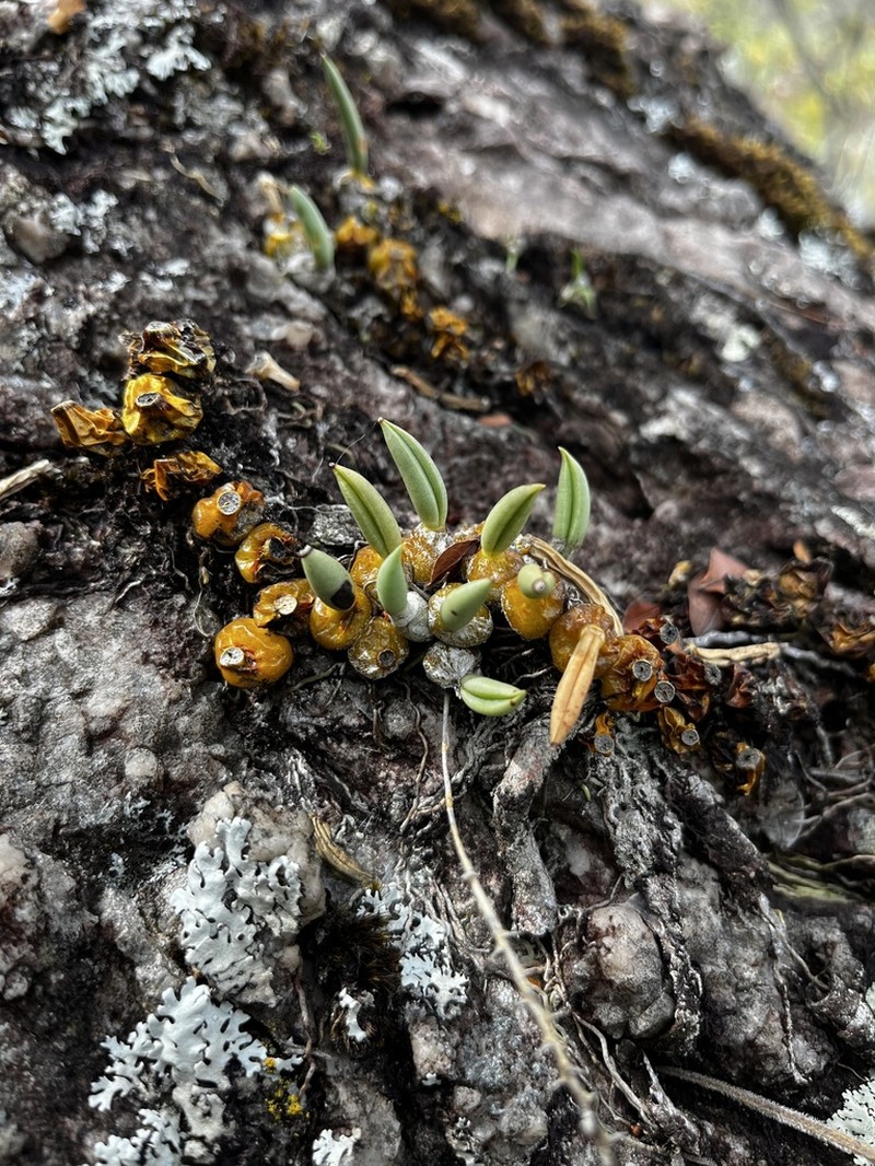 Bulbophyllum rupicola photo 4