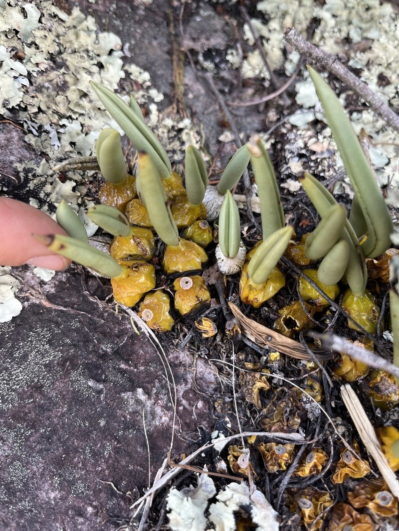 Bulbophyllum rupicola photo 5