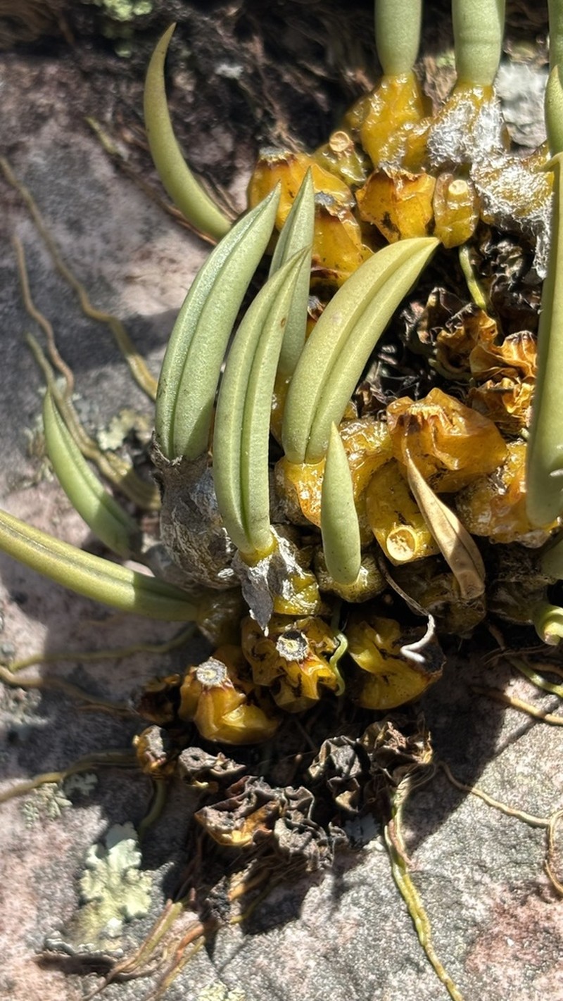 Bulbophyllum rupicola photo 6