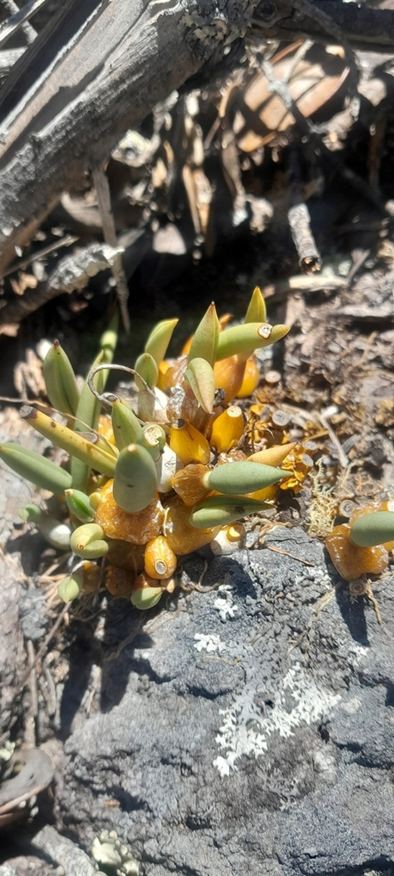 Bulbophyllum rupicola photo 7