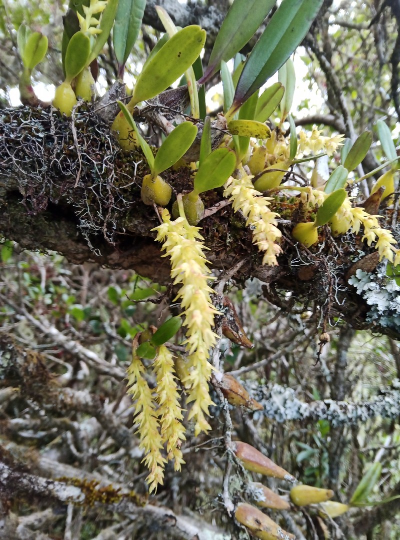Bulbophyllum rutenbergianum photo 2