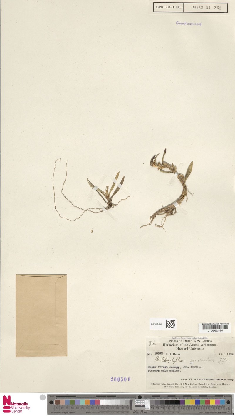 Bulbophyllum saccolabioides
