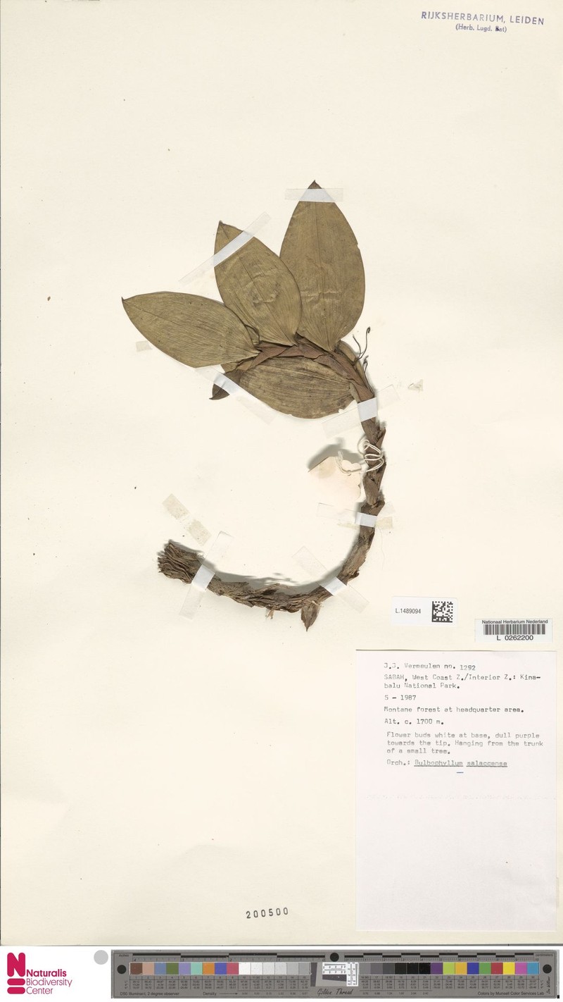 Bulbophyllum salaccense