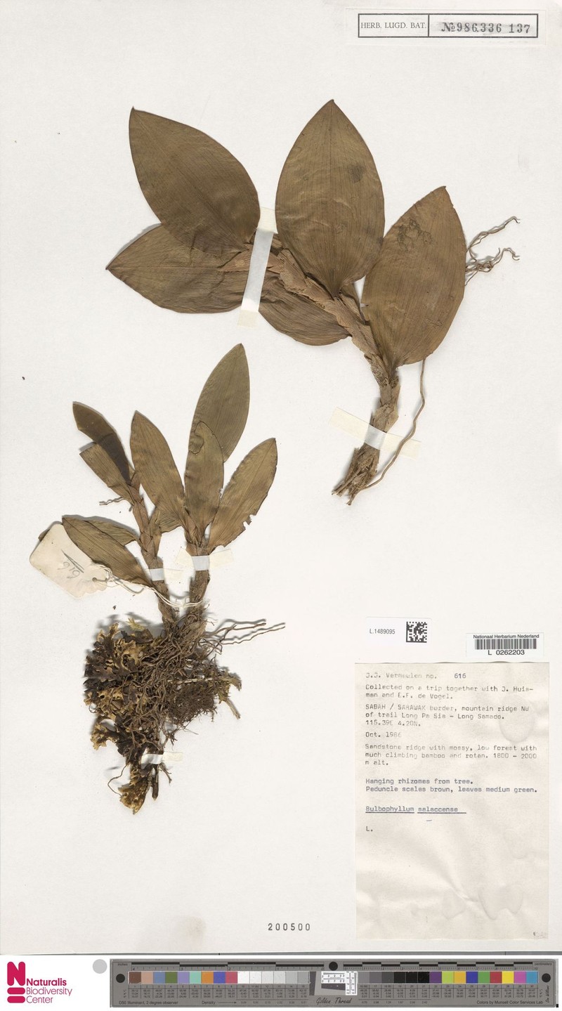Bulbophyllum salaccense photo 2