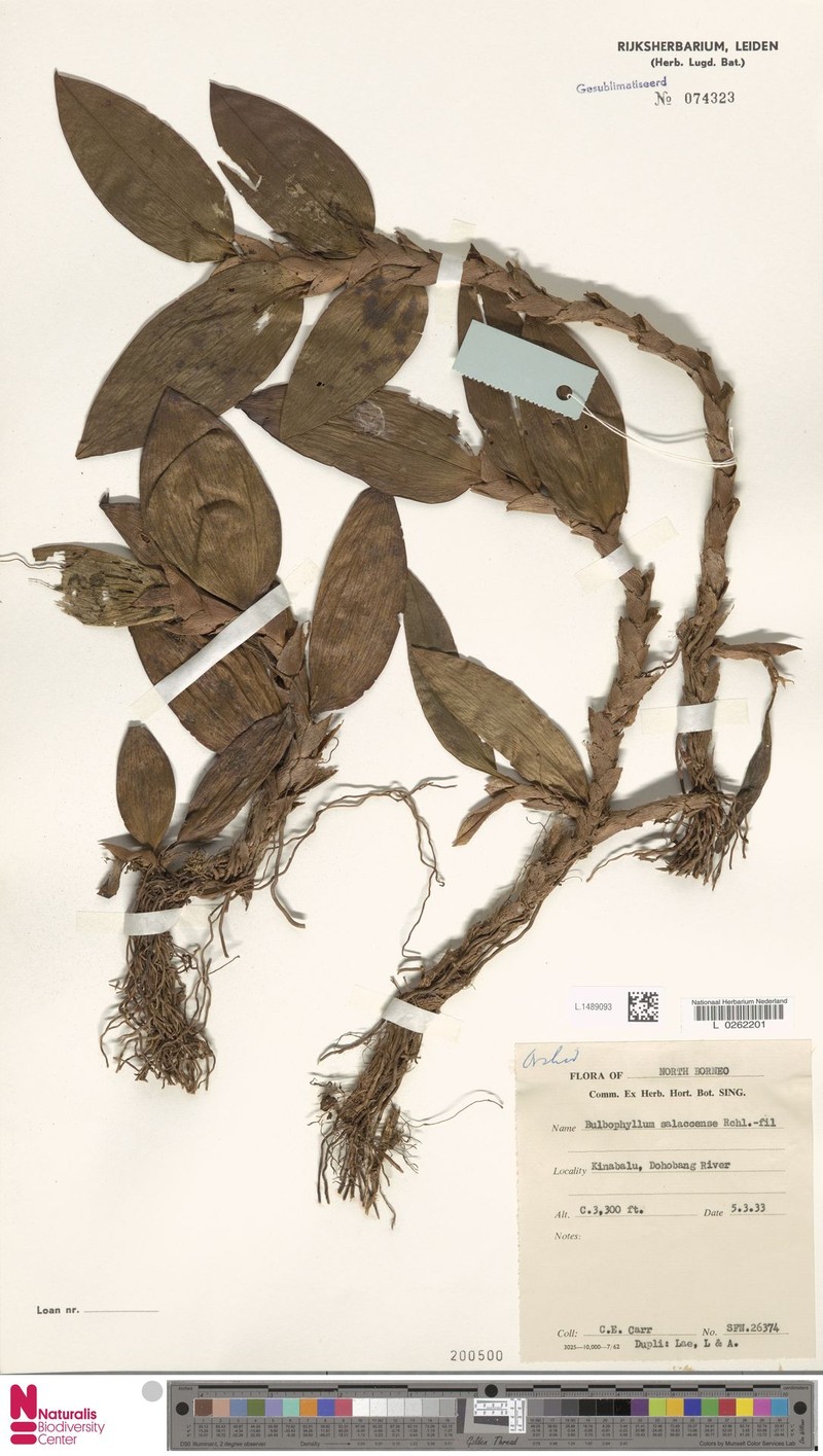 Bulbophyllum salaccense photo 3