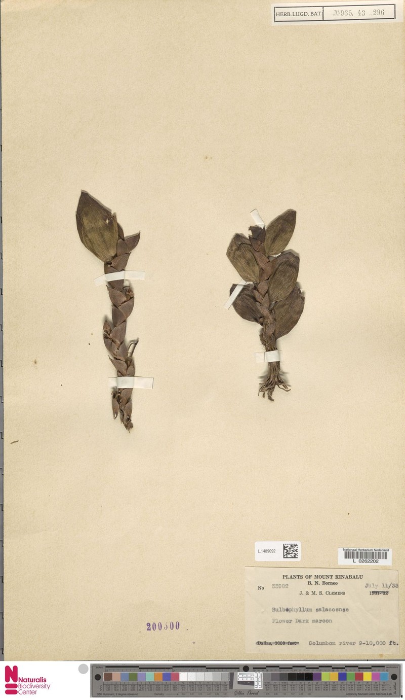 Bulbophyllum salaccense photo 4