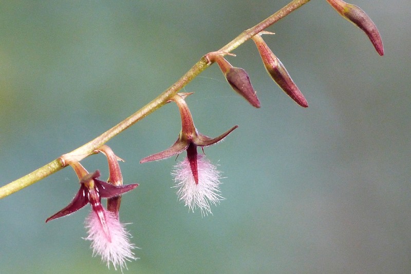 Bulbophyllum saltatorium