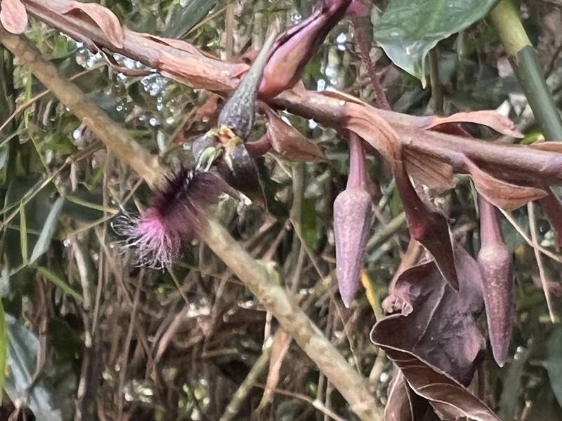 Bulbophyllum saltatorium photo 2