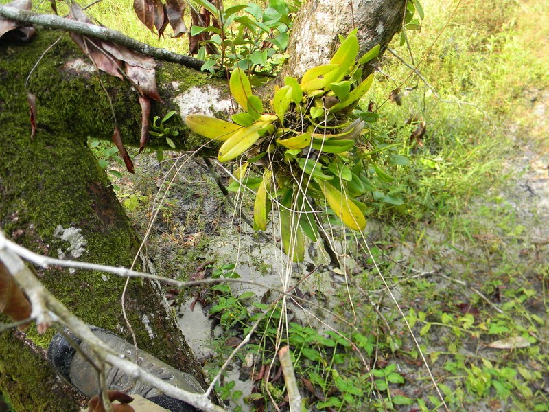 Bulbophyllum saltatorium photo 3