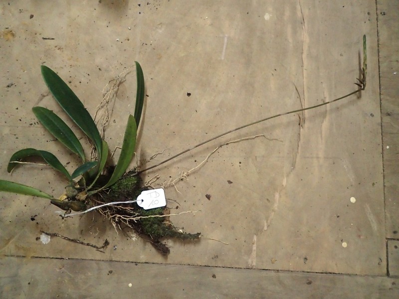 Bulbophyllum saltatorium photo 6