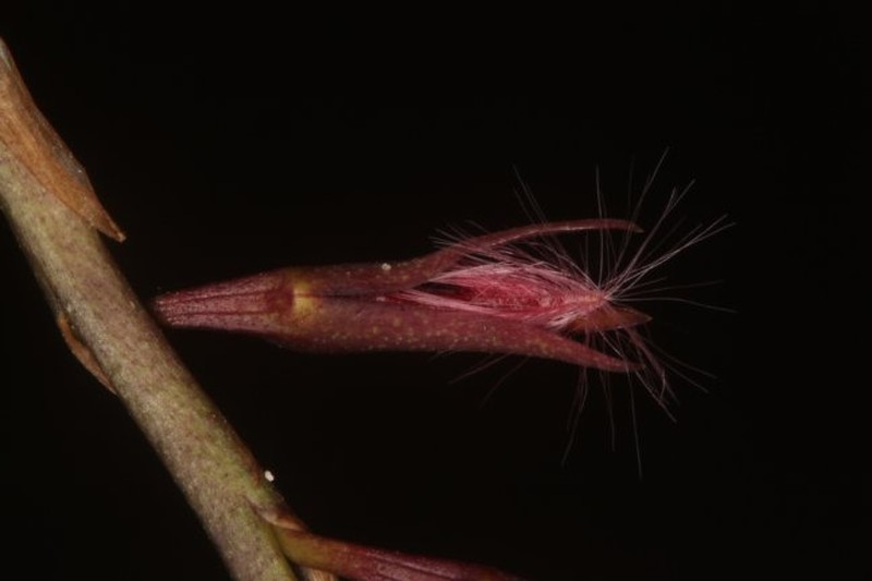 Bulbophyllum saltatorium photo 7