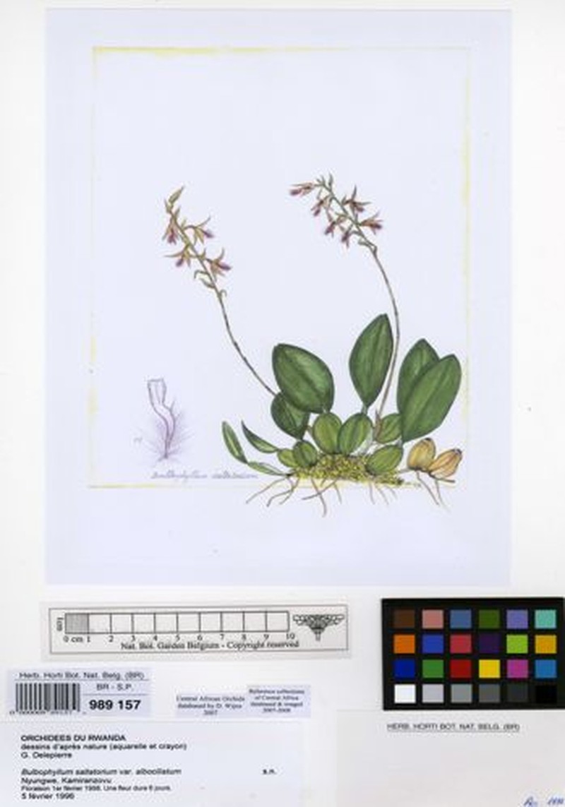 Bulbophyllum saltatorium var. albociliatum