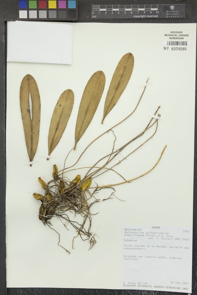 Bulbophyllum saltatorium var. albociliatum photo 2