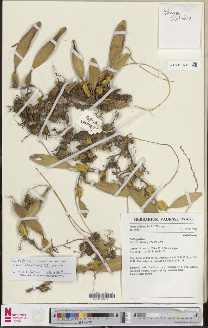Bulbophyllum saltatorium var. albociliatum photo 3