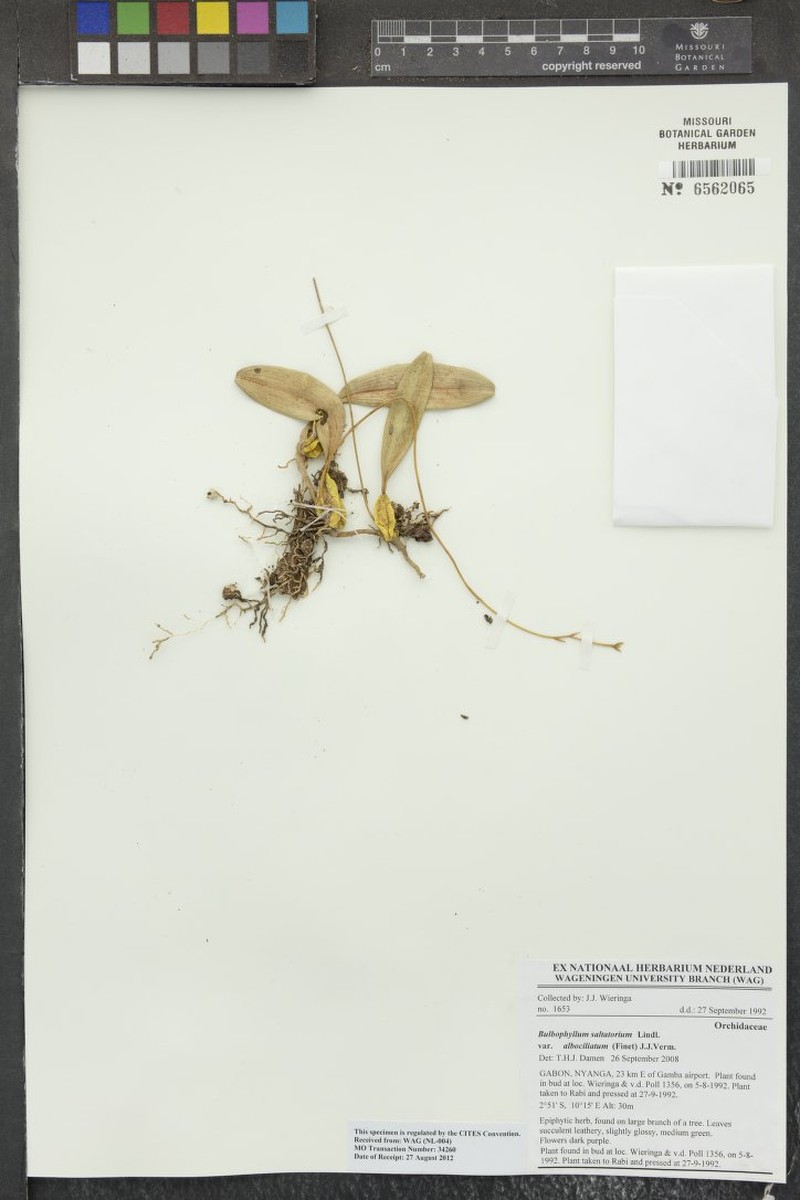 Bulbophyllum saltatorium var. albociliatum photo 4