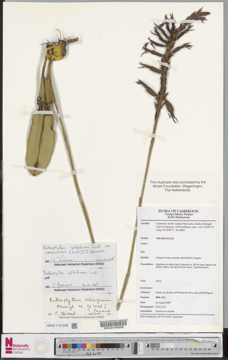 Bulbophyllum saltatorium var. calamarium