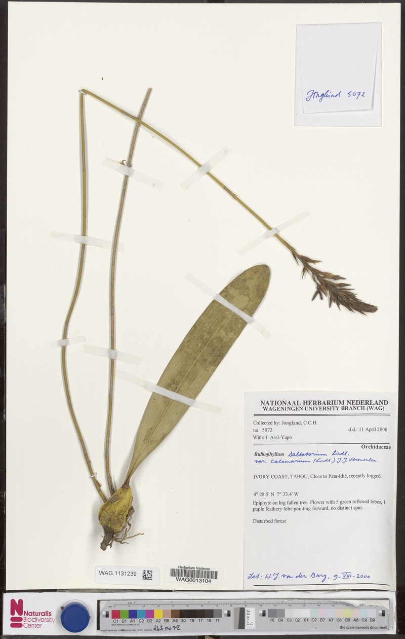 Bulbophyllum saltatorium var. calamarium photo 2
