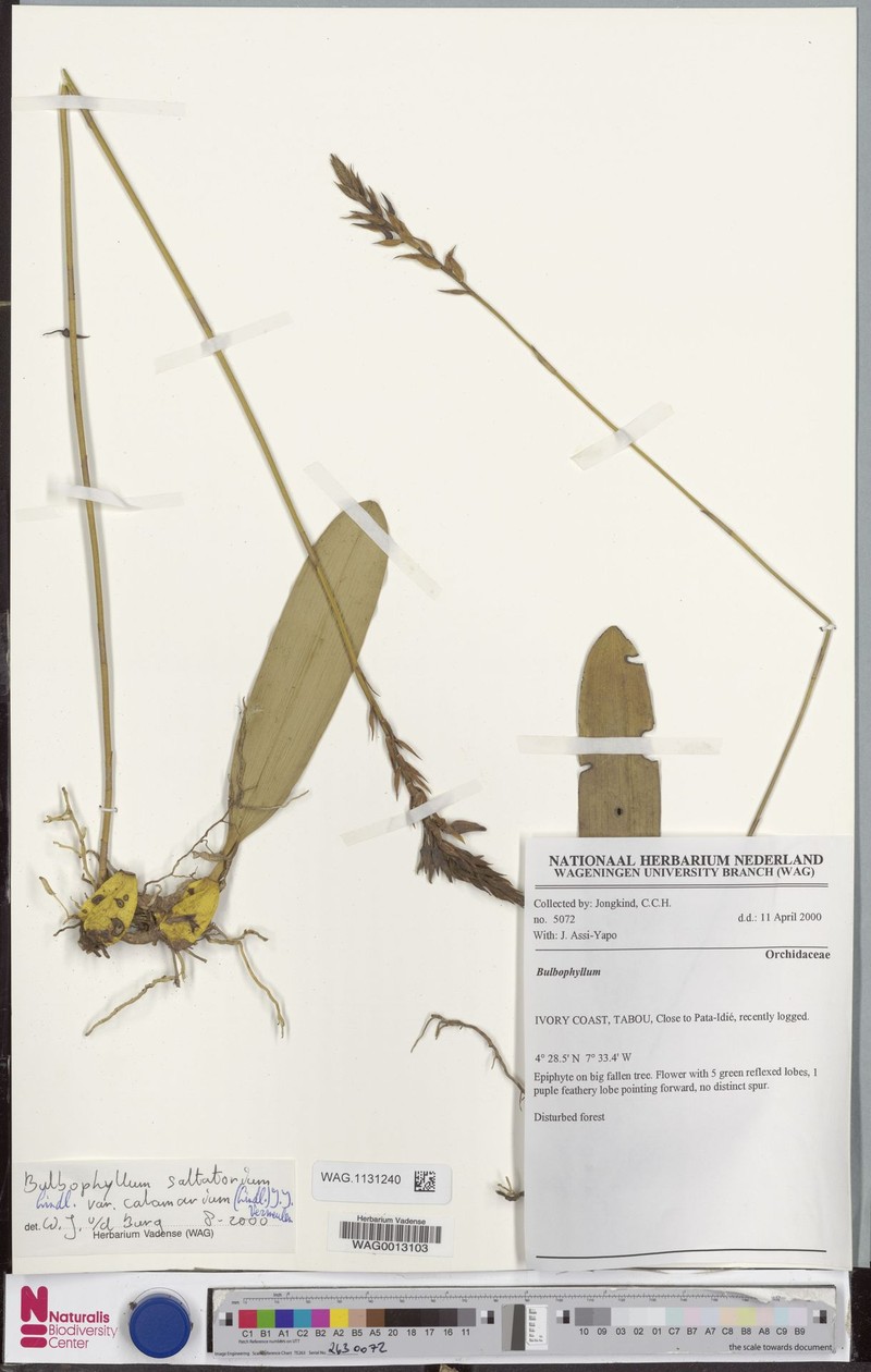 Bulbophyllum saltatorium var. calamarium photo 3