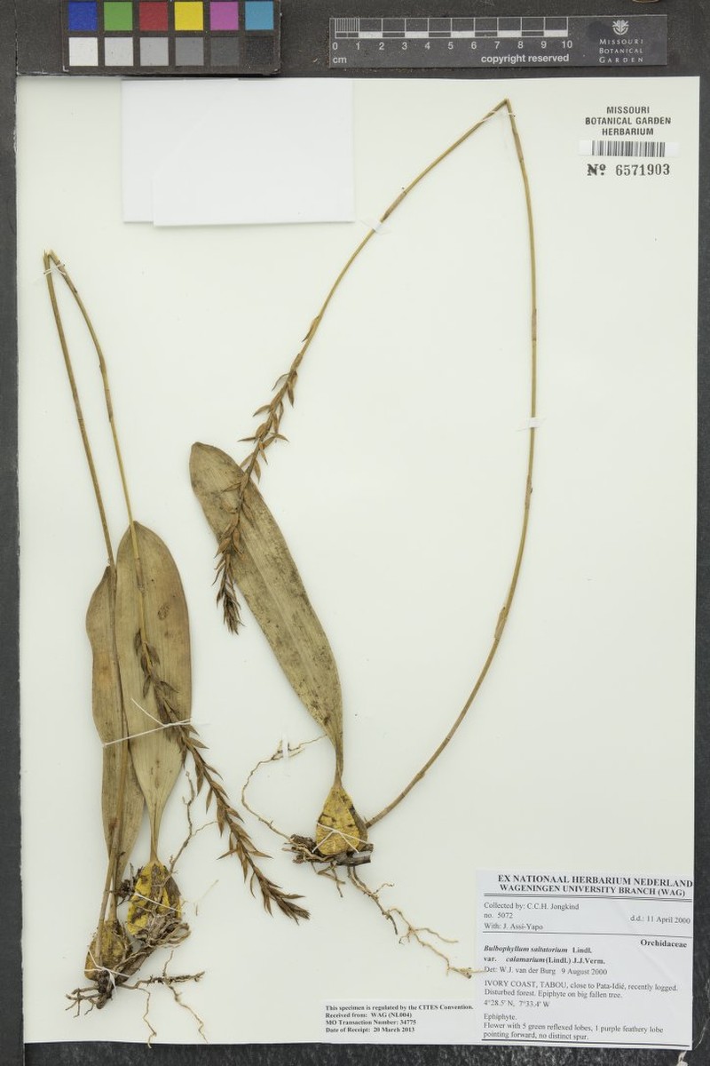 Bulbophyllum saltatorium var. calamarium photo 4