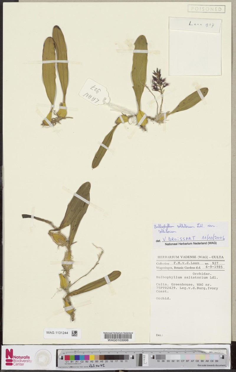 Bulbophyllum saltatorium var. saltatorium