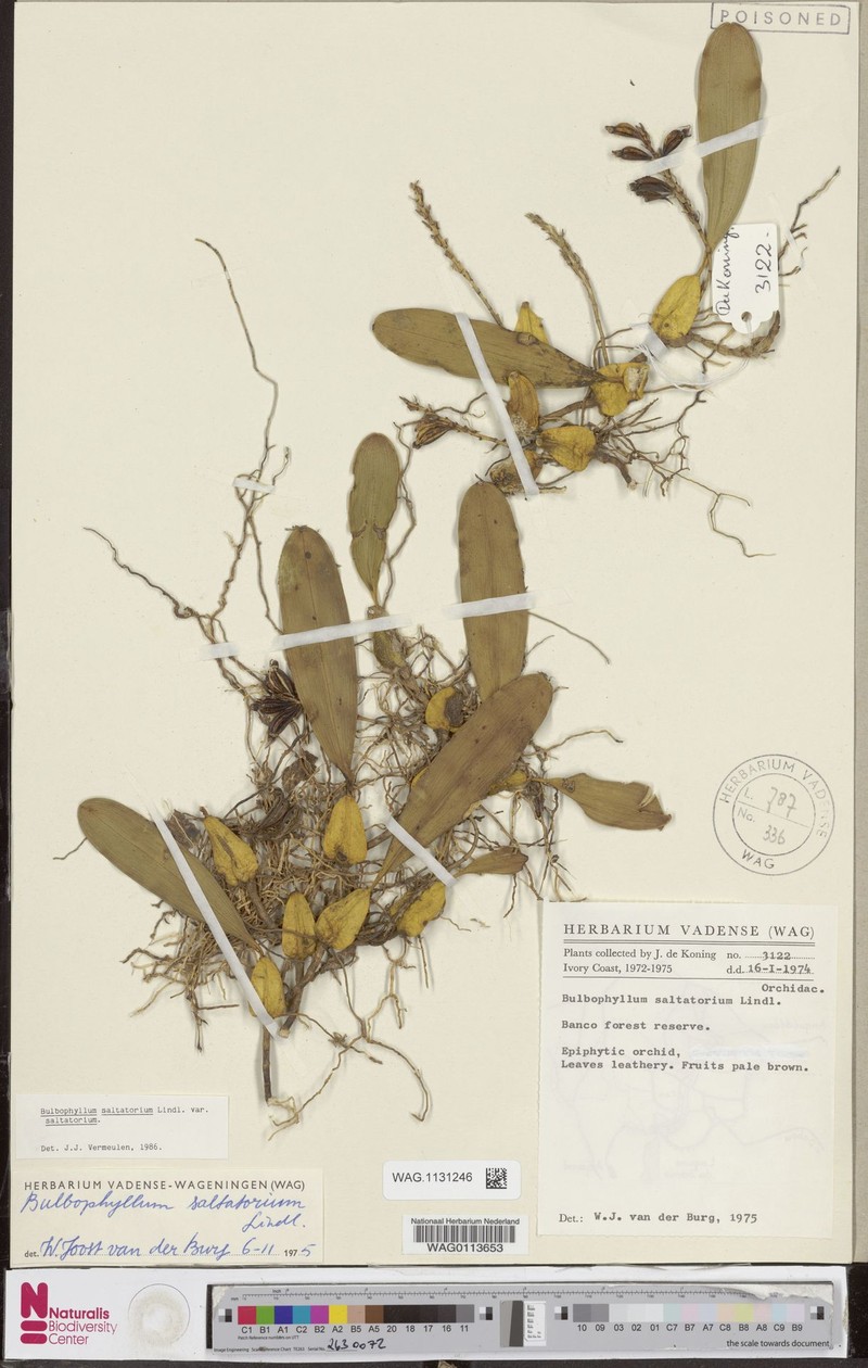Bulbophyllum saltatorium var. saltatorium photo 2