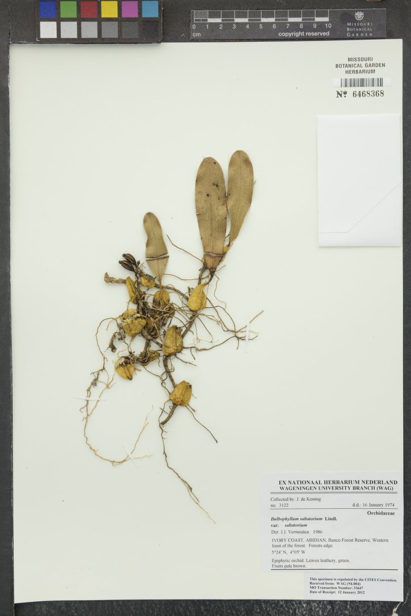 Bulbophyllum saltatorium var. saltatorium photo 3