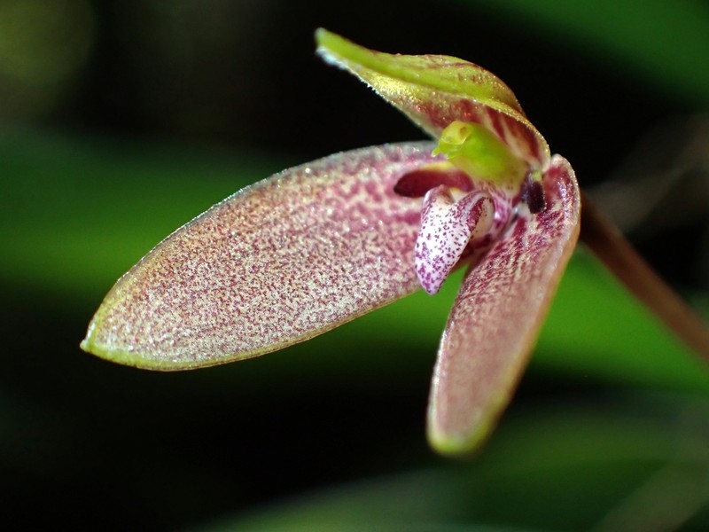 Bulbophyllum samoanum