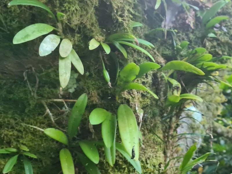 Bulbophyllum samoanum photo 2