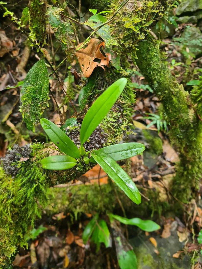 Bulbophyllum samoanum photo 3