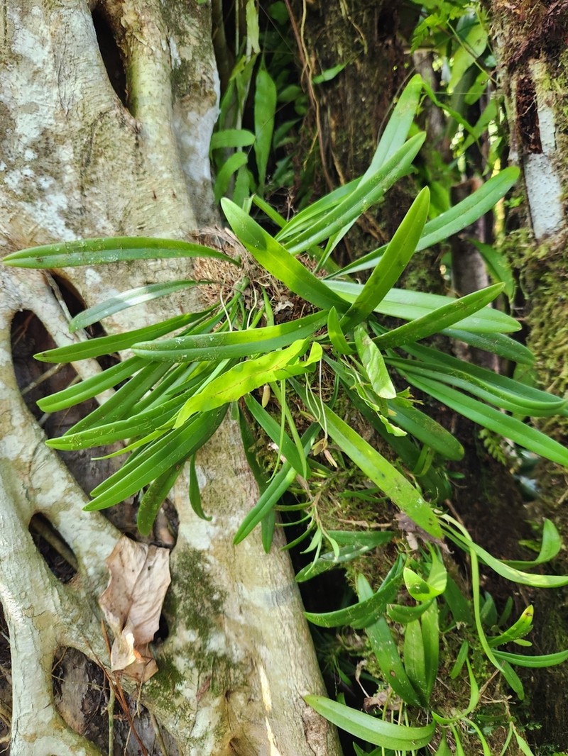 Bulbophyllum samoanum photo 4
