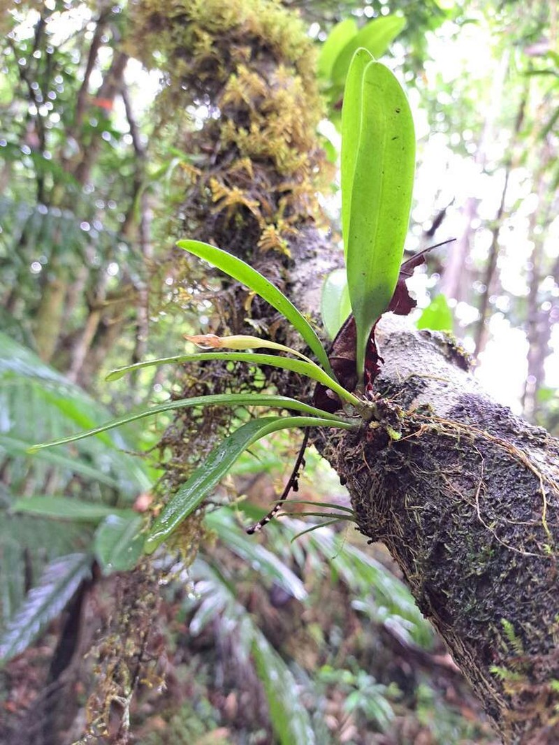 Bulbophyllum samoanum photo 5