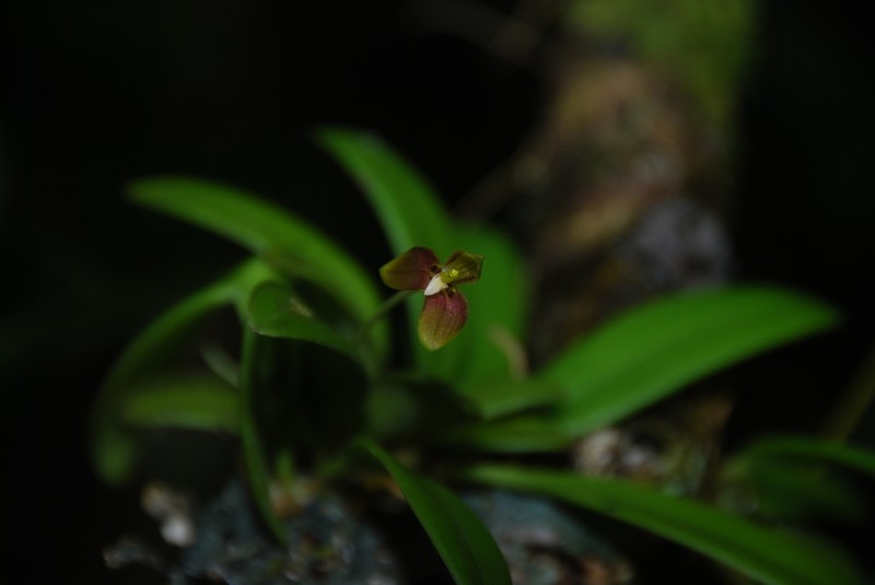 Bulbophyllum samoanum photo 6