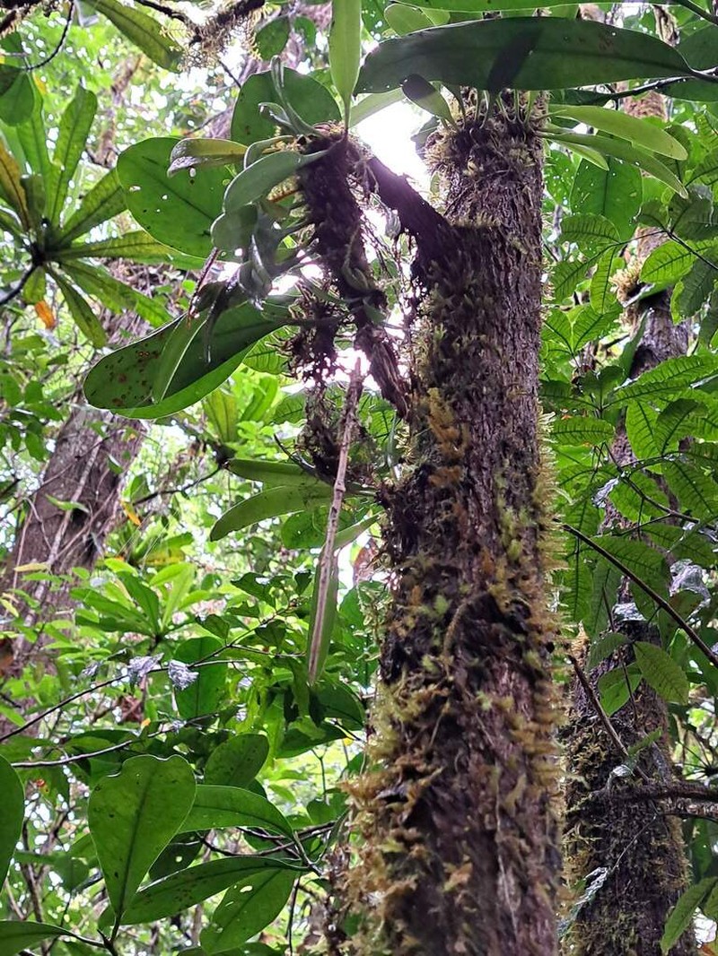 Bulbophyllum samoanum photo 8