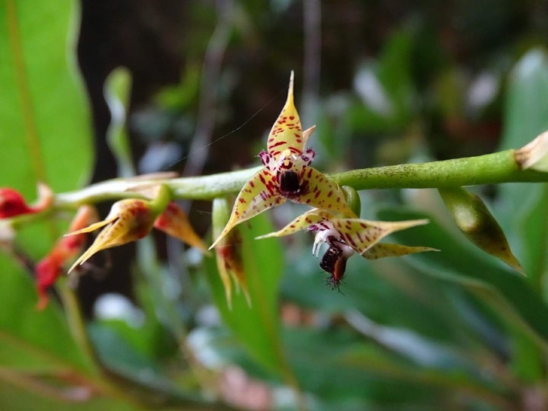 Bulbophyllum sanderianum