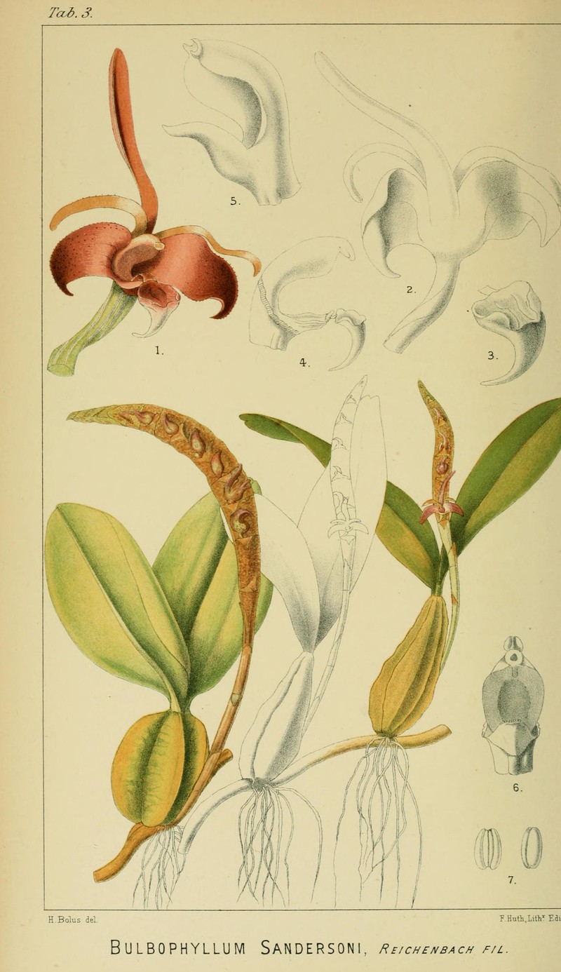 Bulbophyllum sandersonii