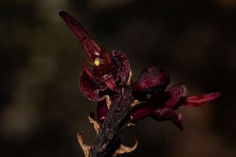 Bulbophyllum sandersonii photo 2