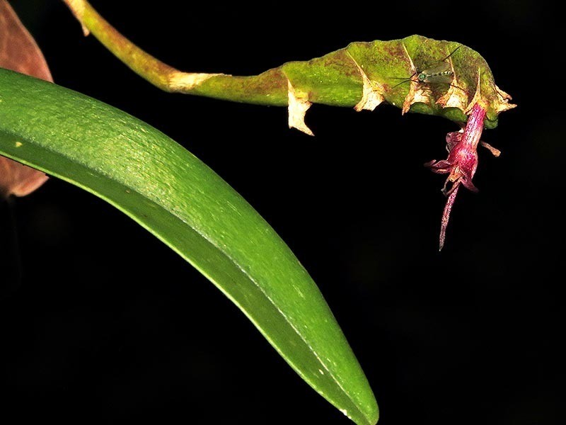 Bulbophyllum sandersonii photo 3