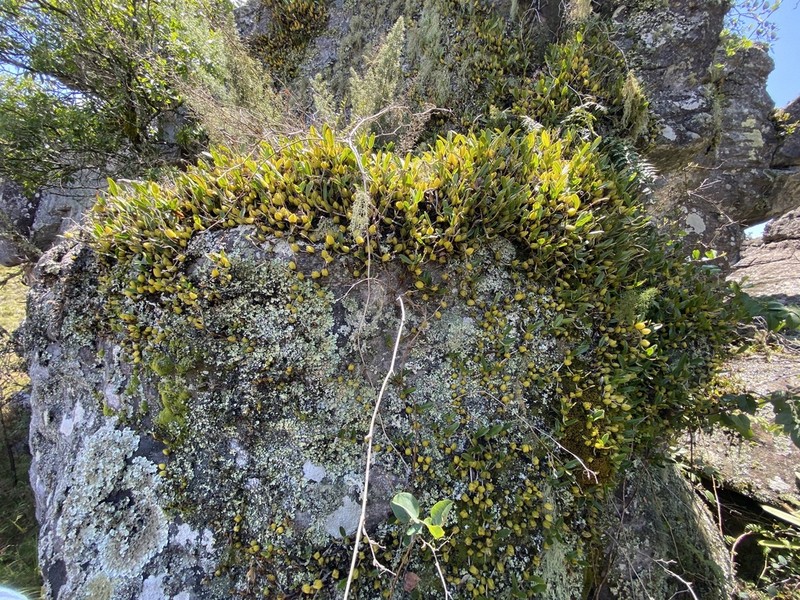 Bulbophyllum sandersonii photo 4