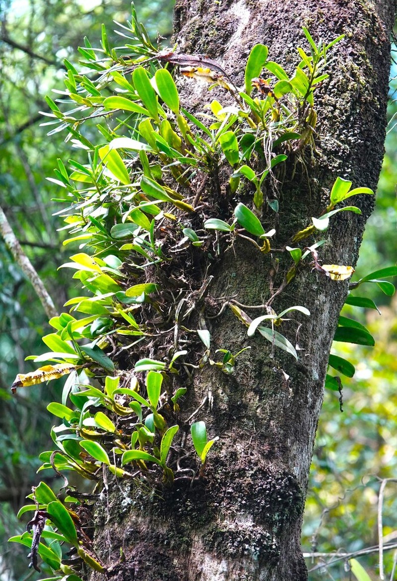 Bulbophyllum sandersonii photo 5