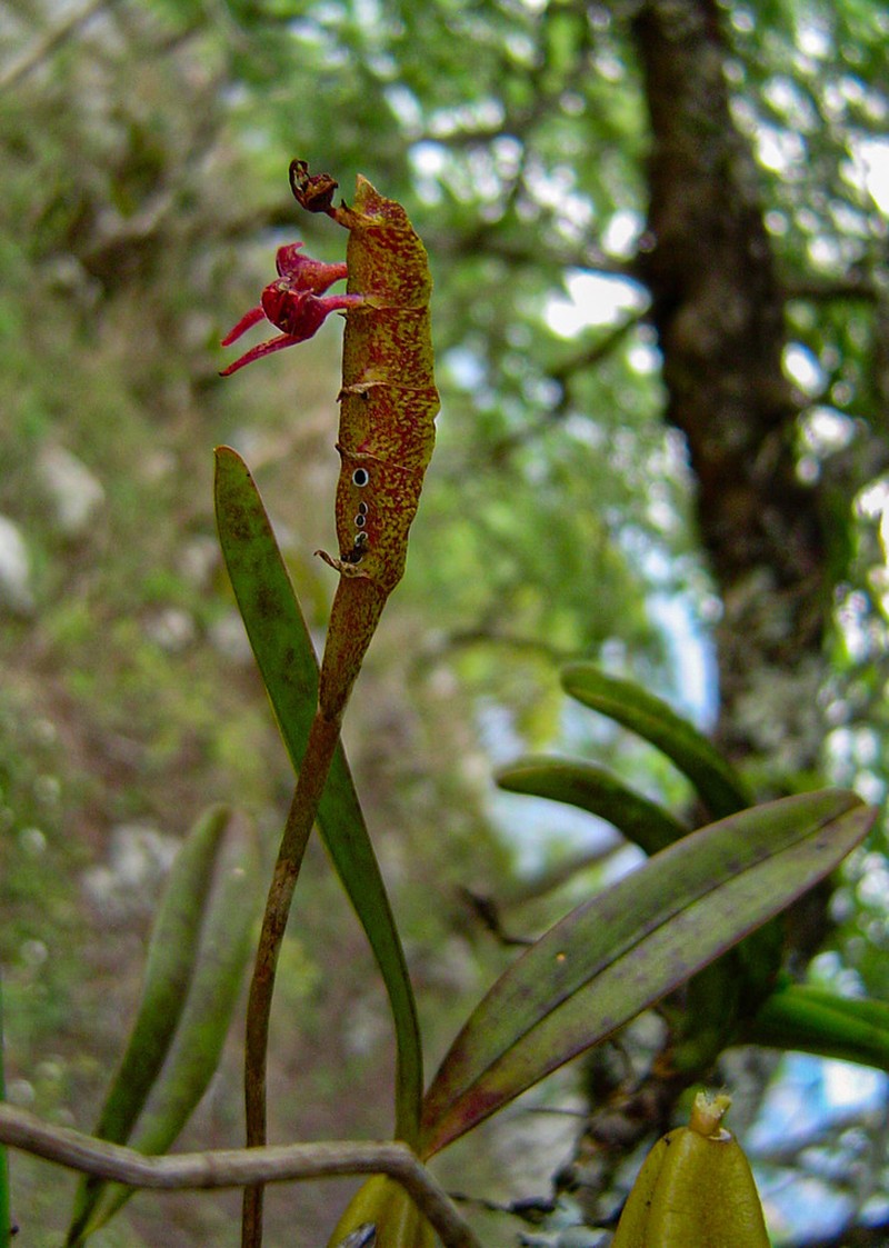 Bulbophyllum sandersonii photo 6