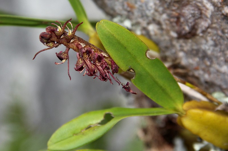 Bulbophyllum sandersonii photo 7
