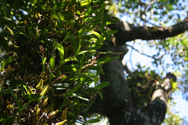 Bulbophyllum sandersonii subsp. sandersonii photo 2