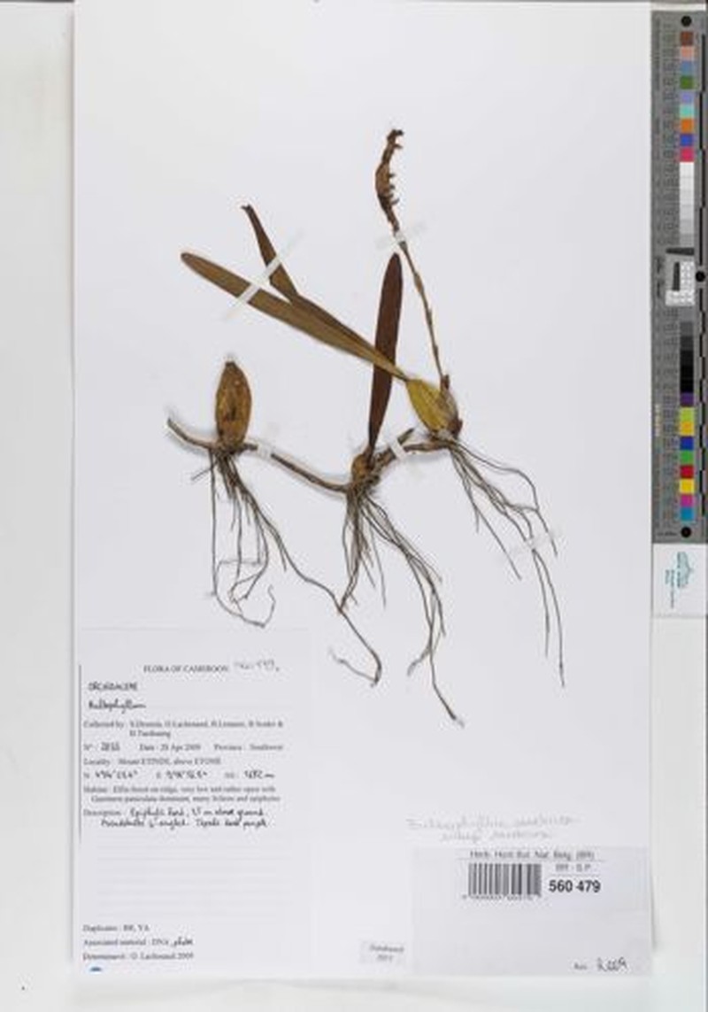 Bulbophyllum sandersonii subsp. sandersonii photo 3