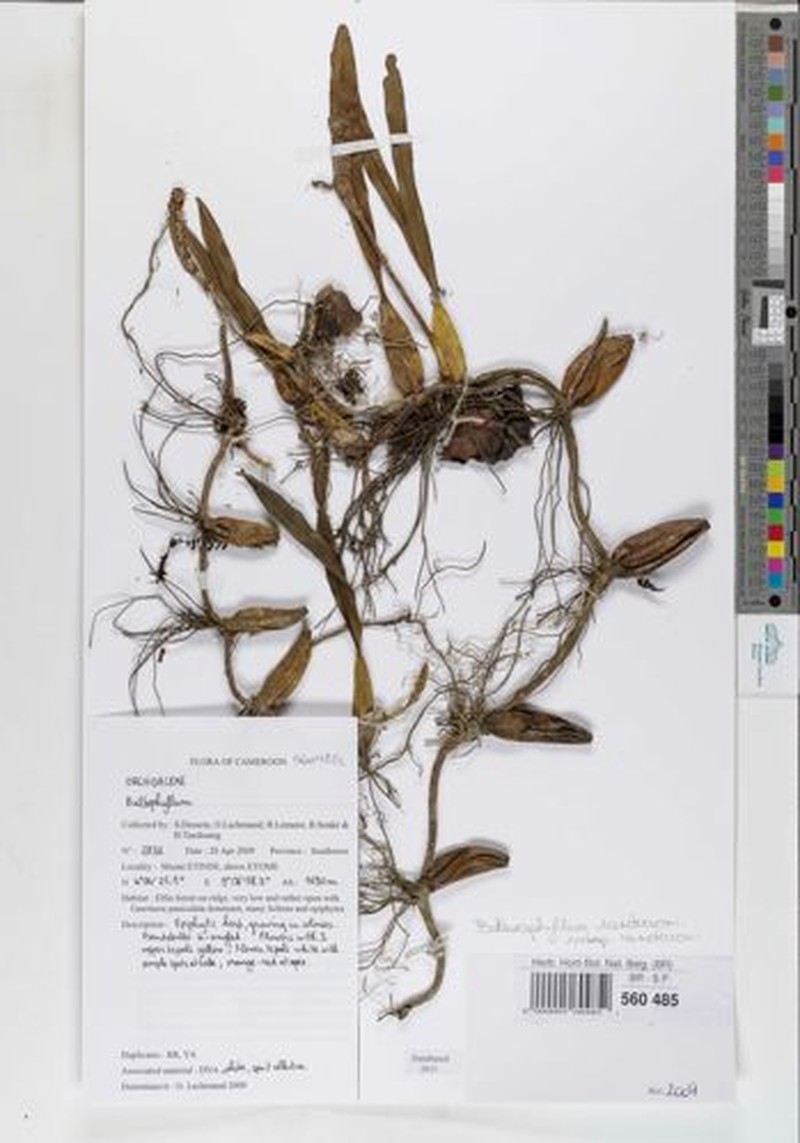 Bulbophyllum sandersonii subsp. sandersonii photo 4