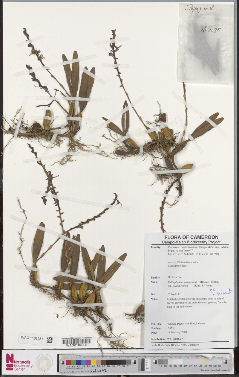 Bulbophyllum sandersonii subsp. stenopetalum