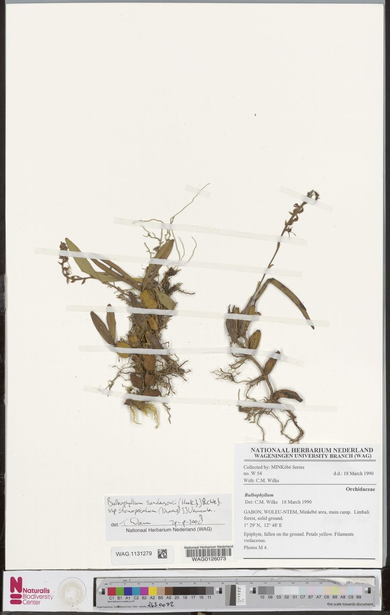 Bulbophyllum sandersonii subsp. stenopetalum photo 2